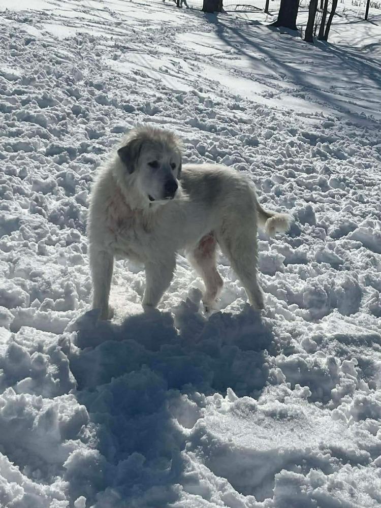 Enlarge Baron (Washy), a Adoptable Great Pyrenees in Osgood, IN image 3/6