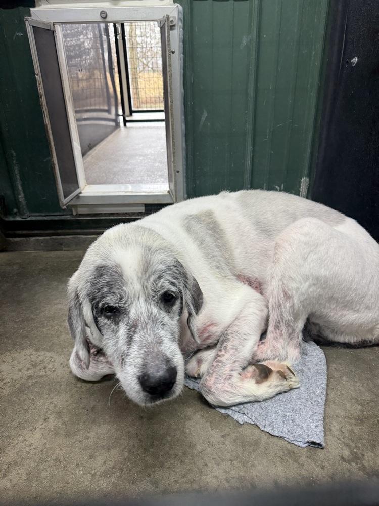 Baron (Washy), Adoptable, Adult Male Great Pyrenees.