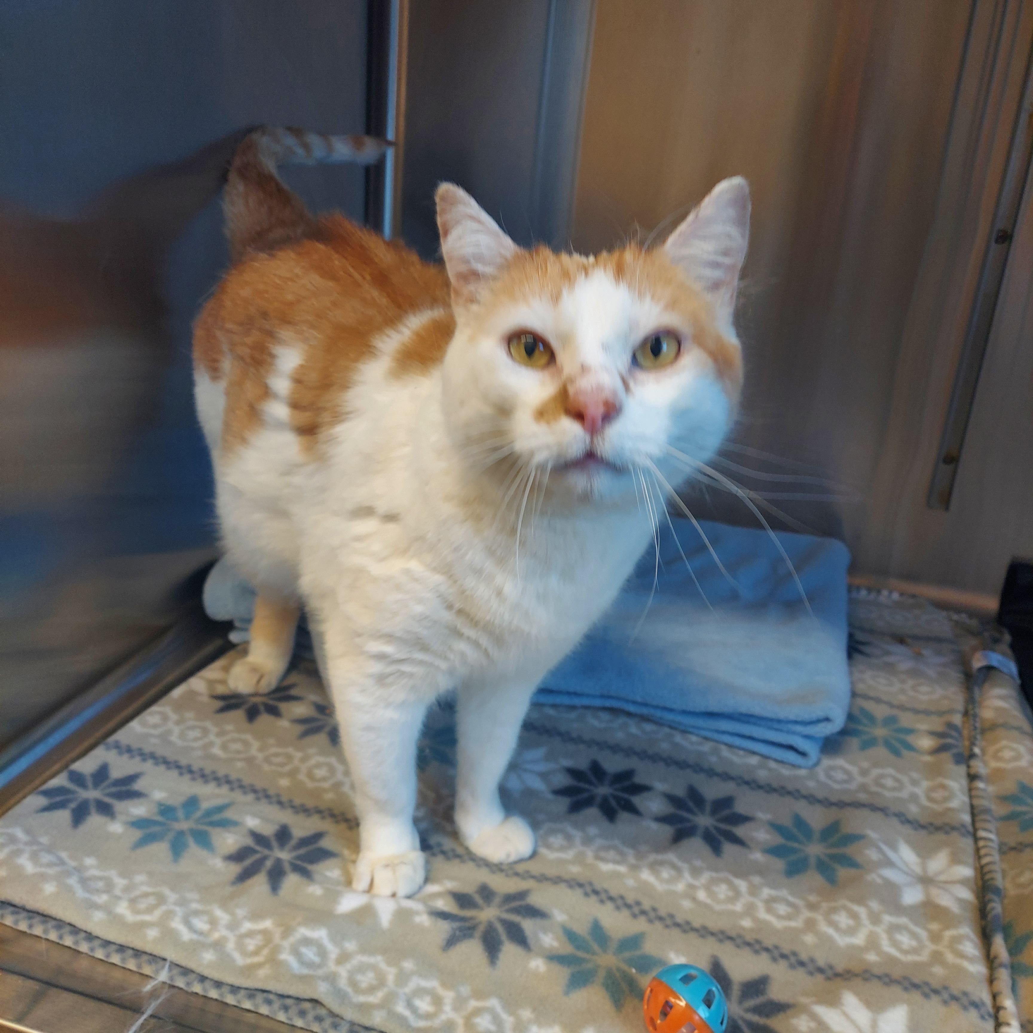 Enlarge #15 Cookie, a ADOPTABLE mixed breed in Pawtucket, RI image 1/1