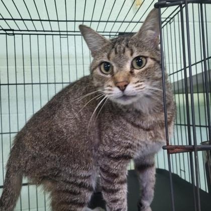 Winston, Adoptable, Adult Male Domestic Short Hair.