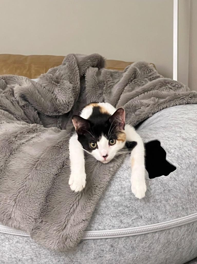 Sunny (and Moon): adoption pending, Adoptable, Kitten Female Domestic Short Hair.