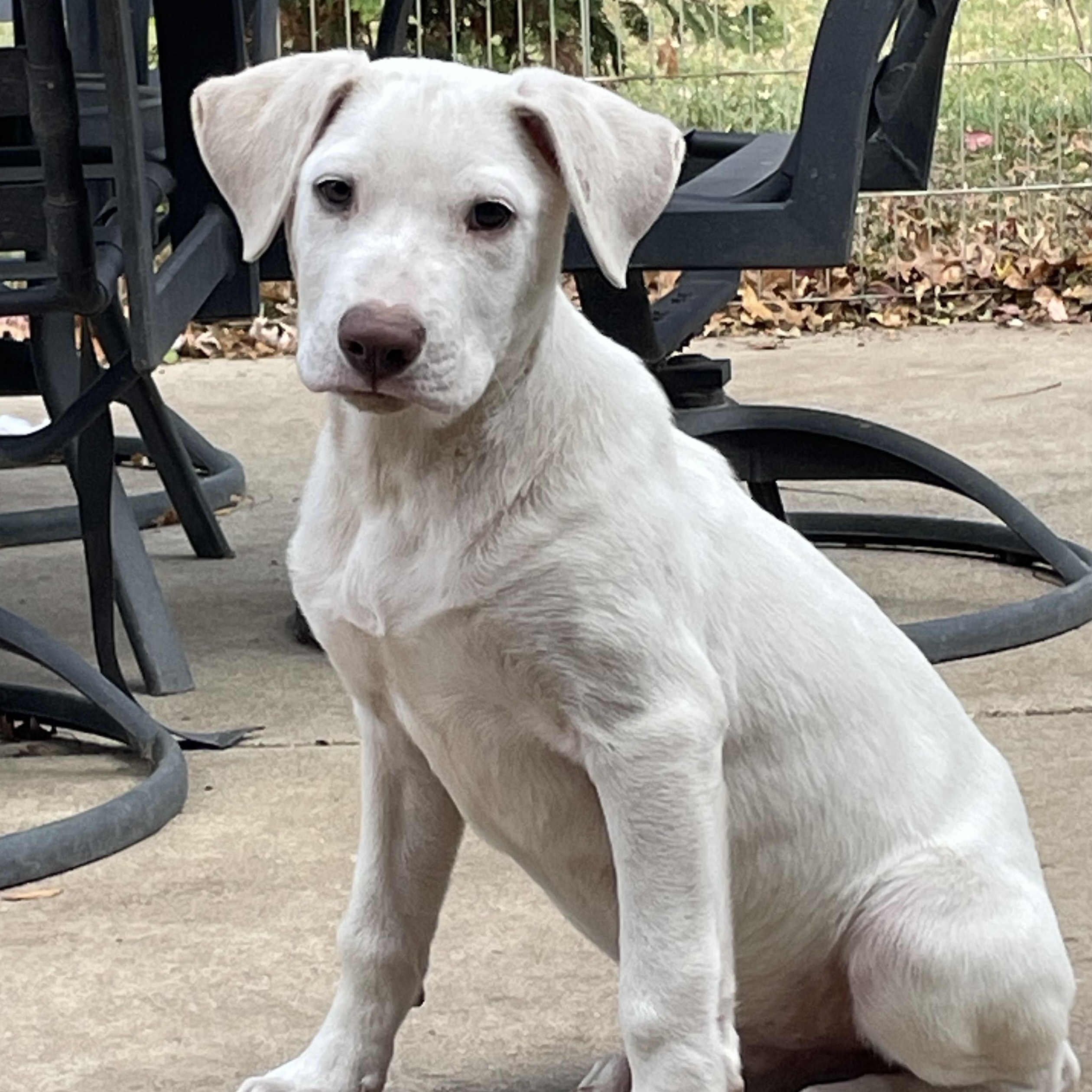 Micky, Adoptable, Puppy Male Labrador Retriever & Pointer.