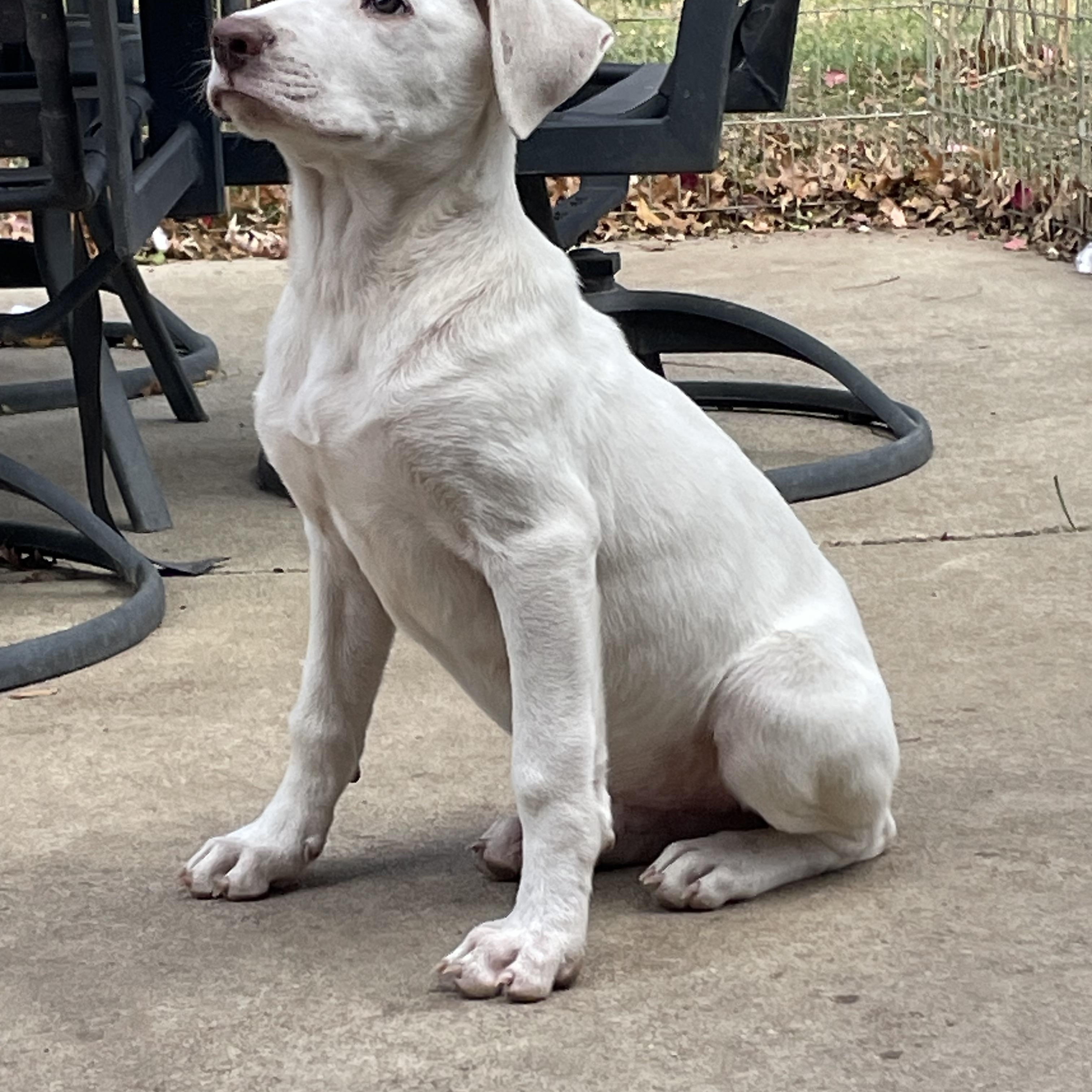 Micky, a Adoptable mixed breed in Ewing, NJ image 2/6