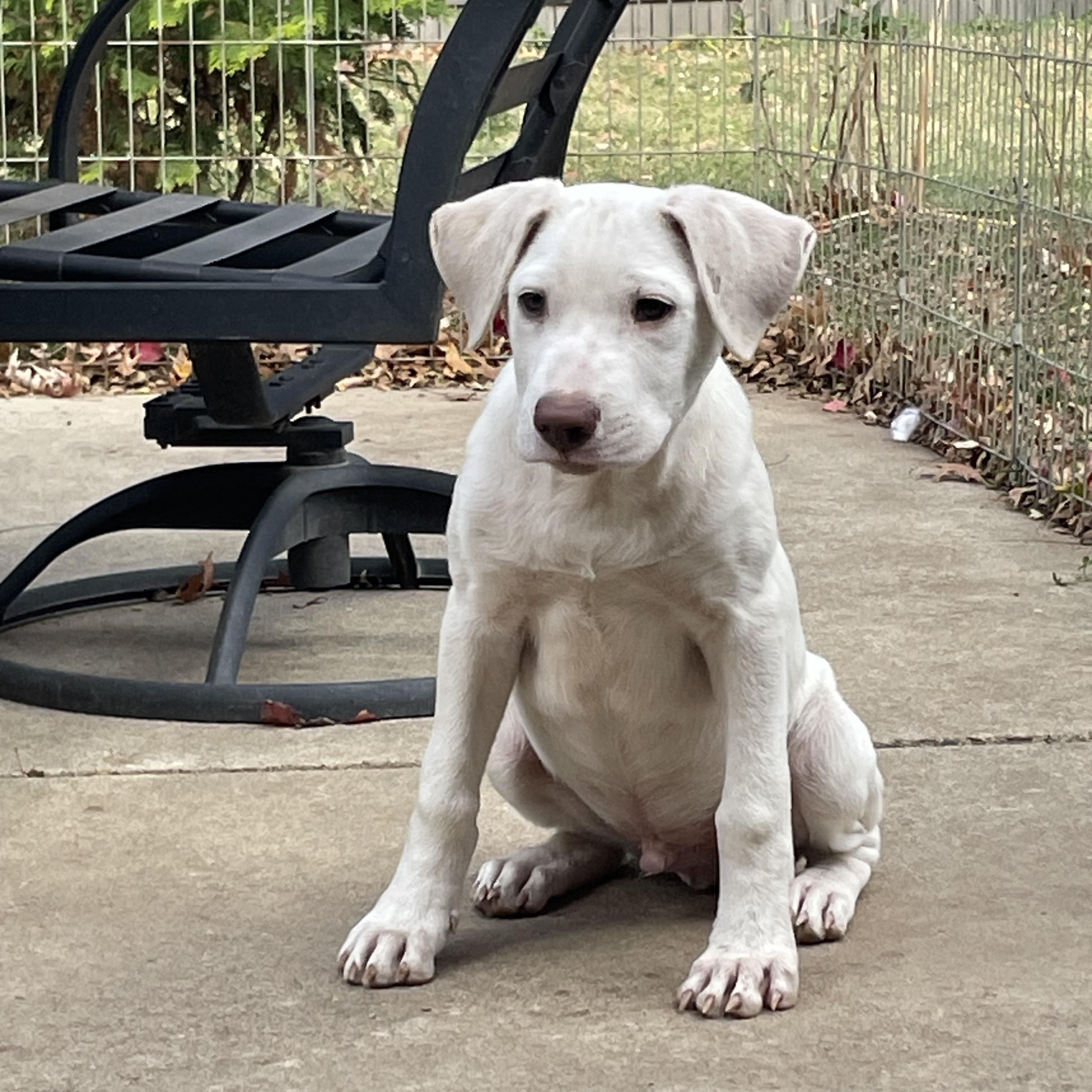 Micky, a Adoptable mixed breed in Ewing, NJ image 3/6