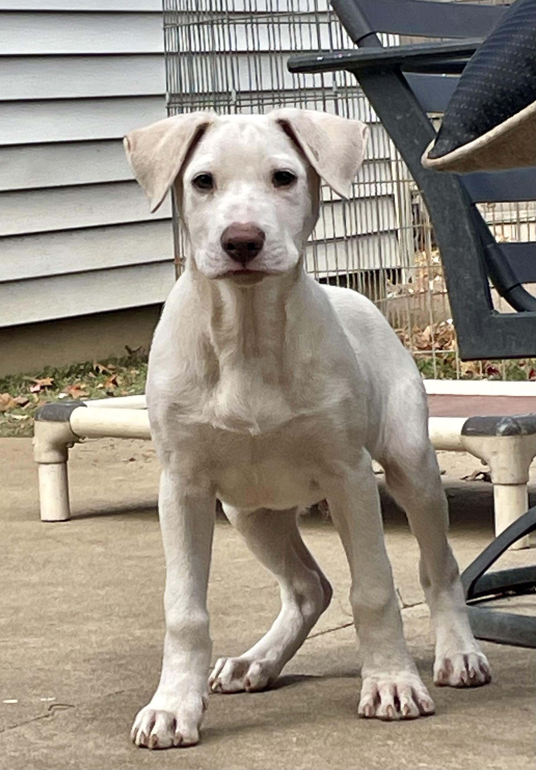 Micky, a Adoptable mixed breed in Ewing, NJ image 5/6