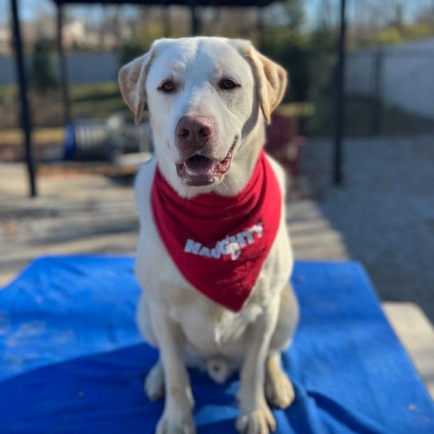 Big Boy, a Adoptable Labrador Retriever in Louisville, KY image 1/6