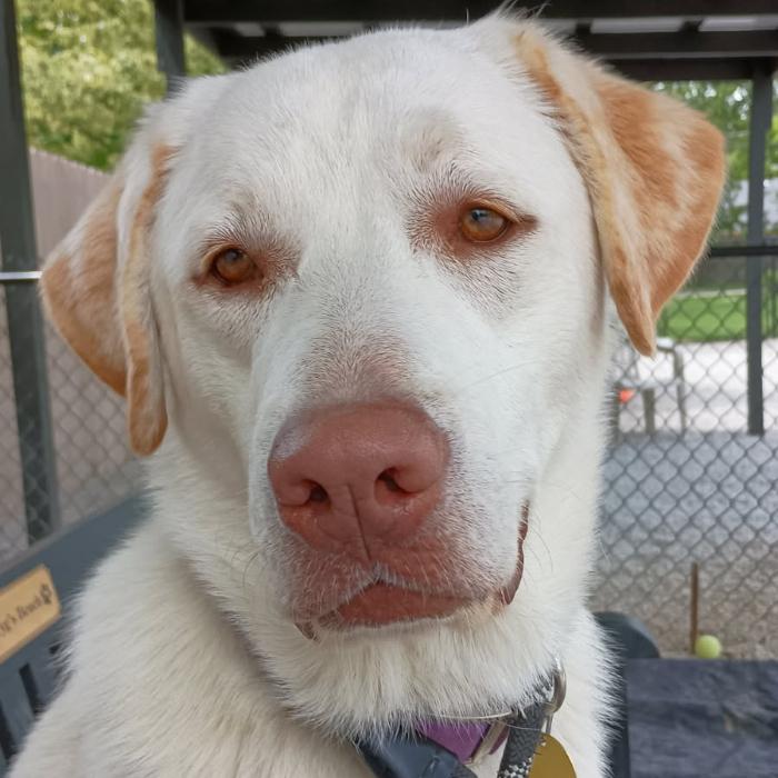 Big Boy, Adoptable, Puppy Male Labrador Retriever.
