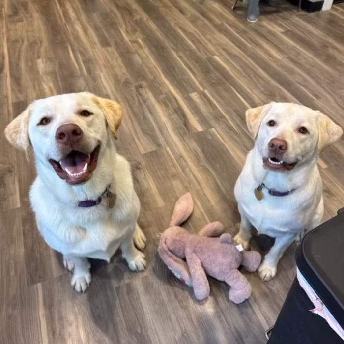 Big Boy, a Adoptable Labrador Retriever in Louisville, KY image 2/6