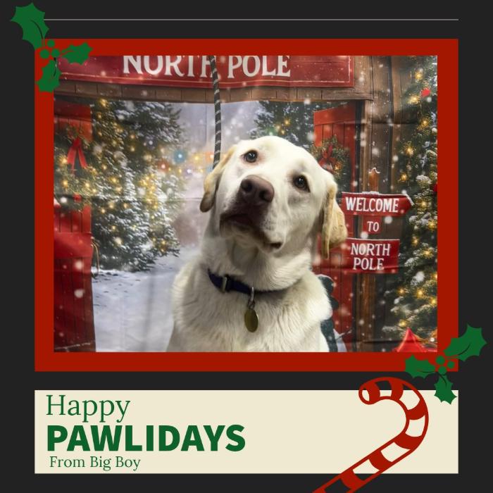 Big Boy, a Adoptable Labrador Retriever in Louisville, KY image 3/6