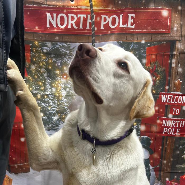 Big Boy, a Adoptable Labrador Retriever in Louisville, KY image 5/6