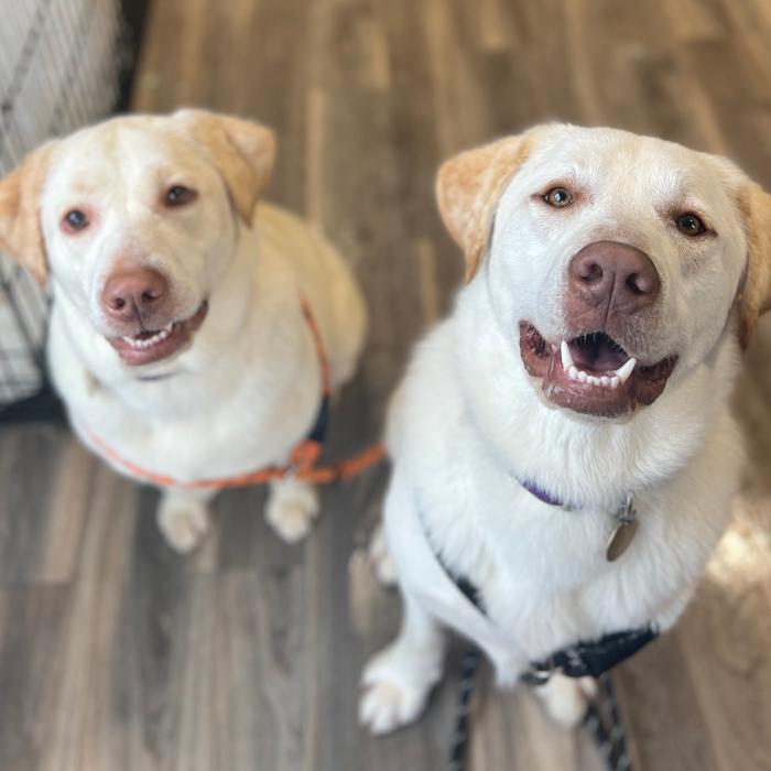 Big Boy, a Adoptable Labrador Retriever in Louisville, KY image 6/6
