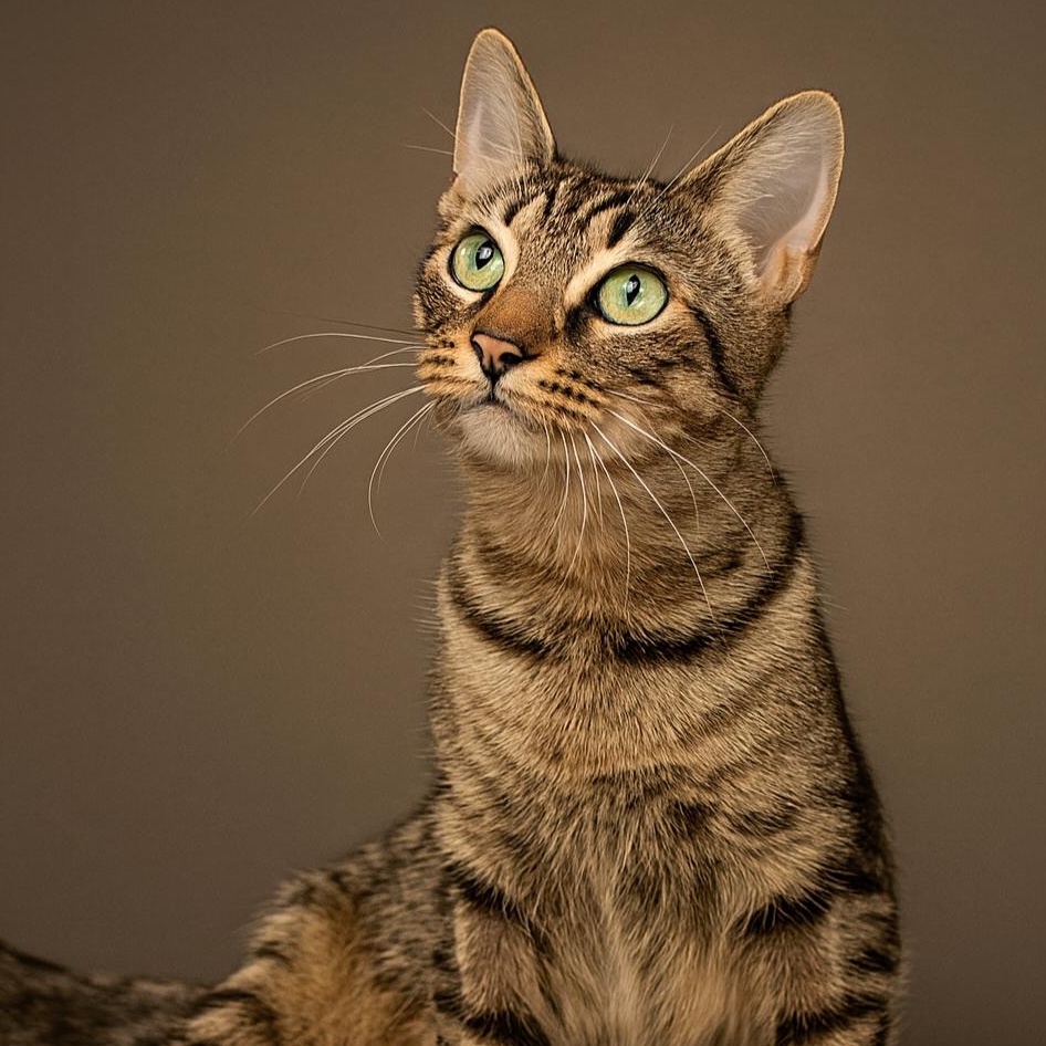 Kenai ($20 fee), Adoptable, Young Male Tabby.