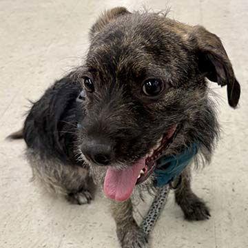 Enlarge Berlin, a Adoptable Mixed Breed in Wilmington, NC image 1/1