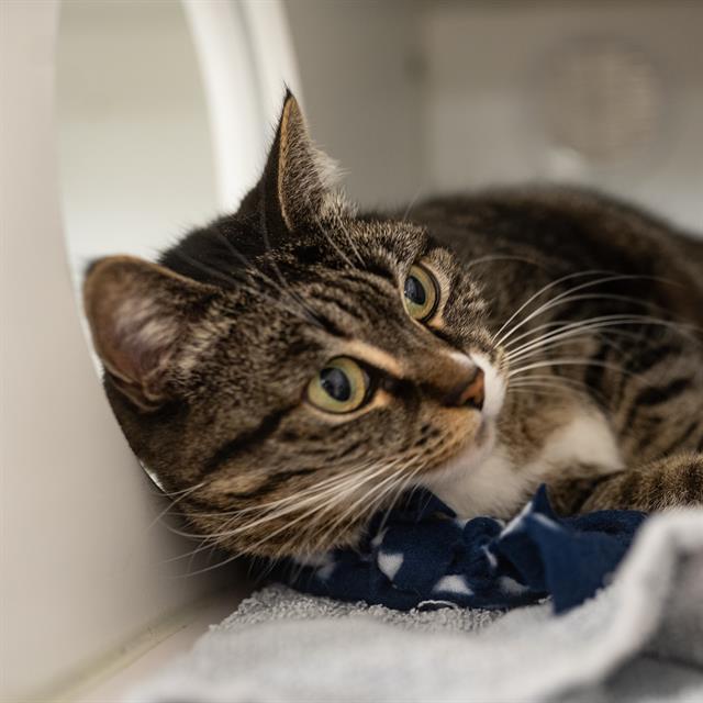 MARGE, Adoptable, Adult Female Domestic Short Hair.