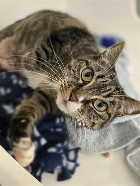 MARGE, Adoptable, Adult Female Domestic Short Hair.