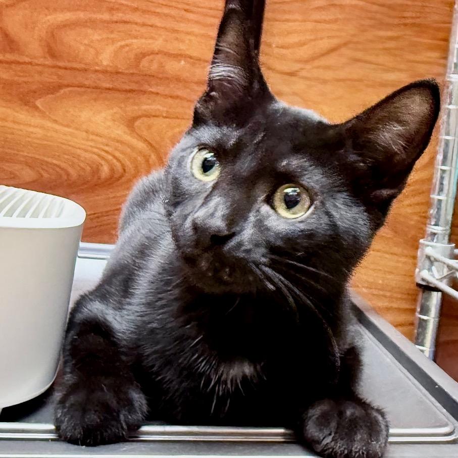 Messi, Adoptable, Kitten Female Domestic Short Hair.