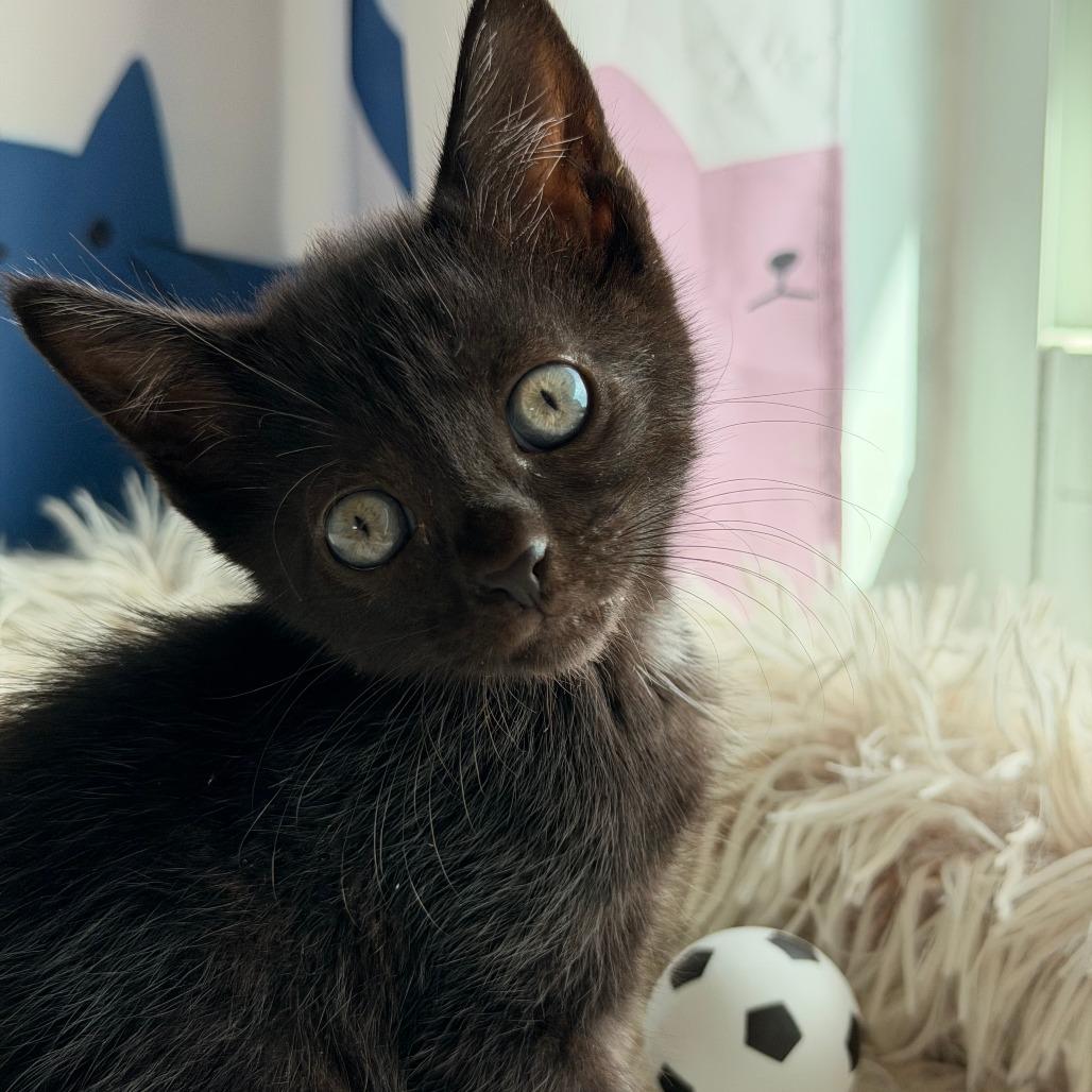 Messi, Adoptable, Kitten Female Domestic Short Hair.