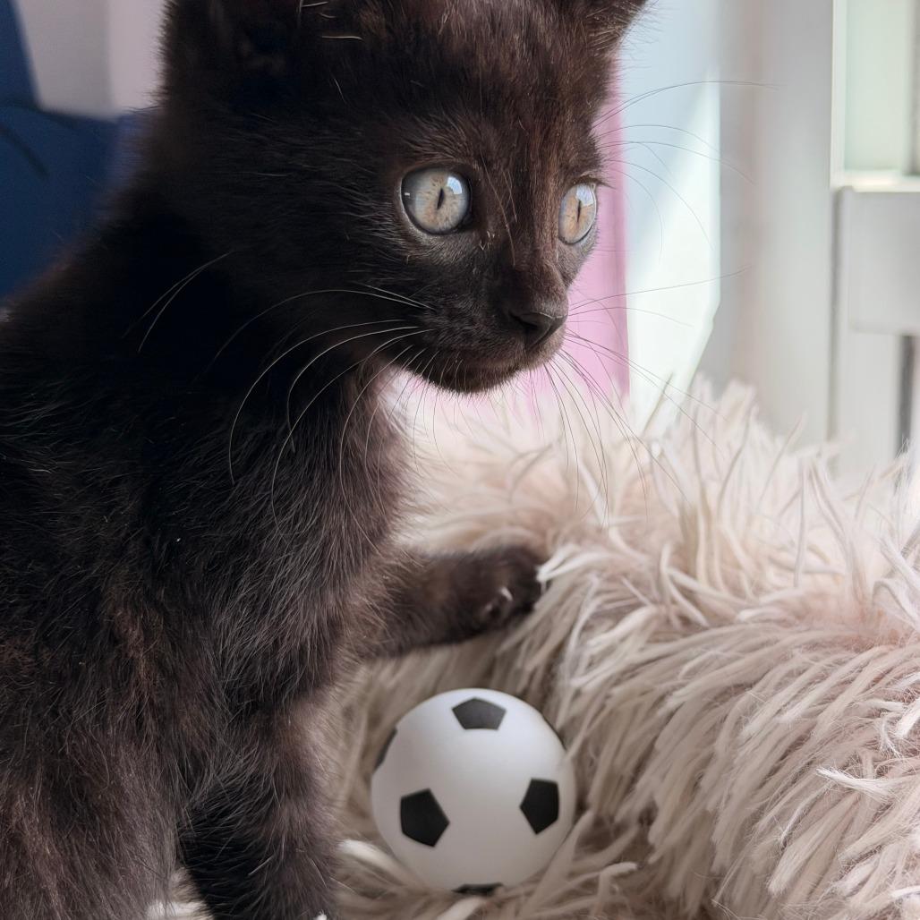 Messi, a Adoptable Domestic Short Hair in Jupiter, FL image 2/6