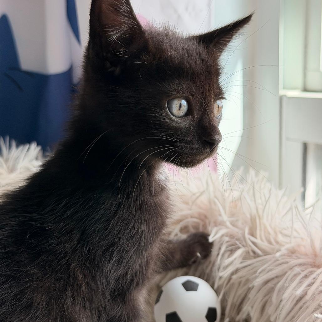 Messi, a Adoptable Domestic Short Hair in Jupiter, FL image 3/6