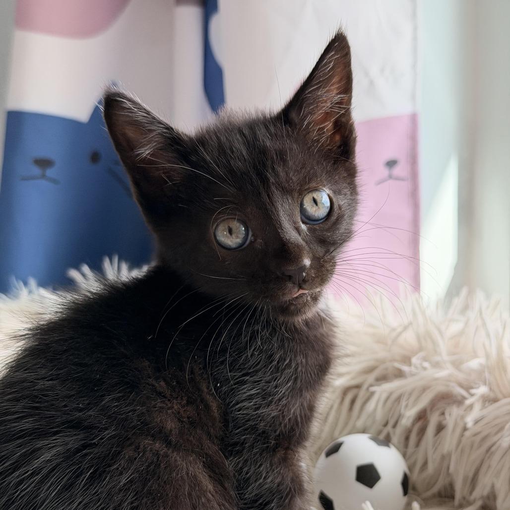 Messi, a Adoptable Domestic Short Hair in Jupiter, FL image 4/6