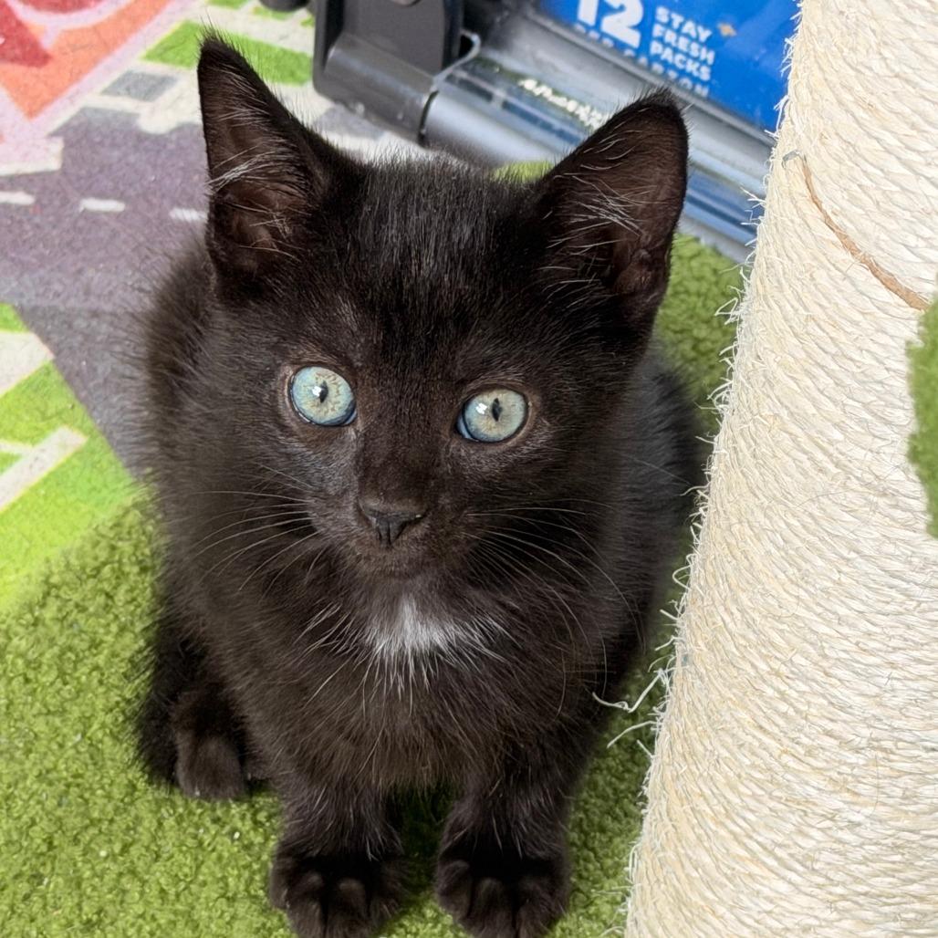 Messi, a Adoptable Domestic Short Hair in Jupiter, FL image 5/6