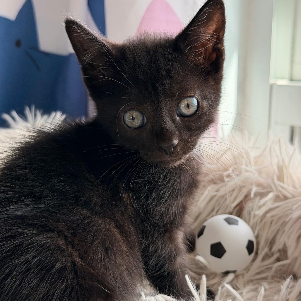 Messi, a Adoptable Domestic Short Hair in Jupiter, FL image 6/6