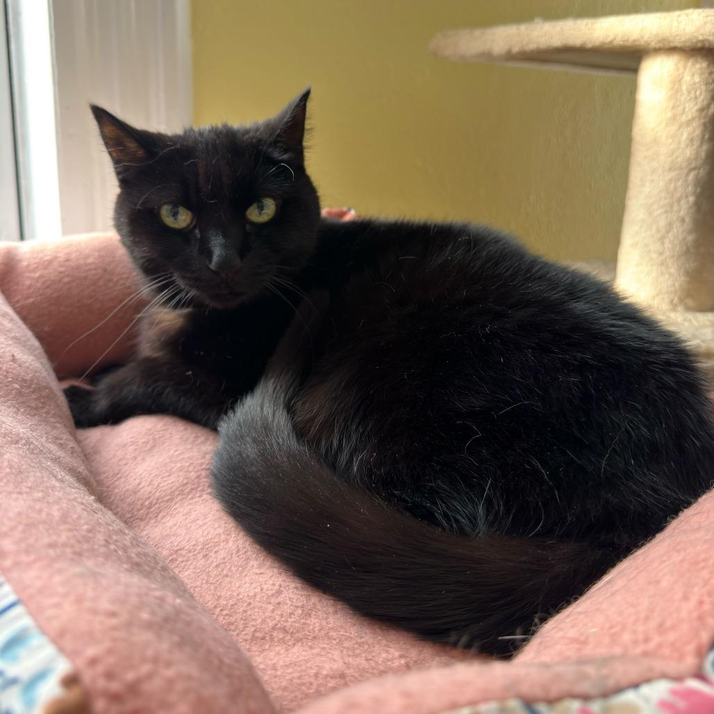 Enlarge Ellis, a Adoptable Domestic Short Hair in Dayton, OH image 1/2