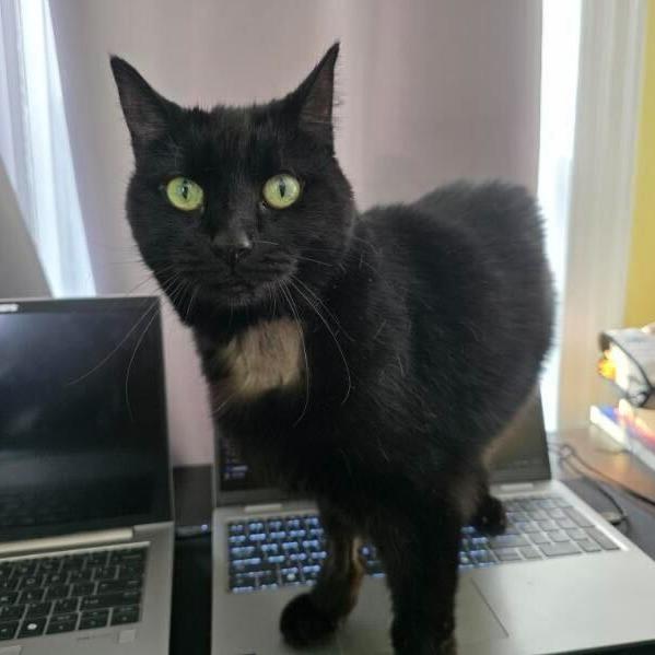 Enlarge Ellis, a Adoptable Domestic Short Hair in Dayton, OH image 2/2