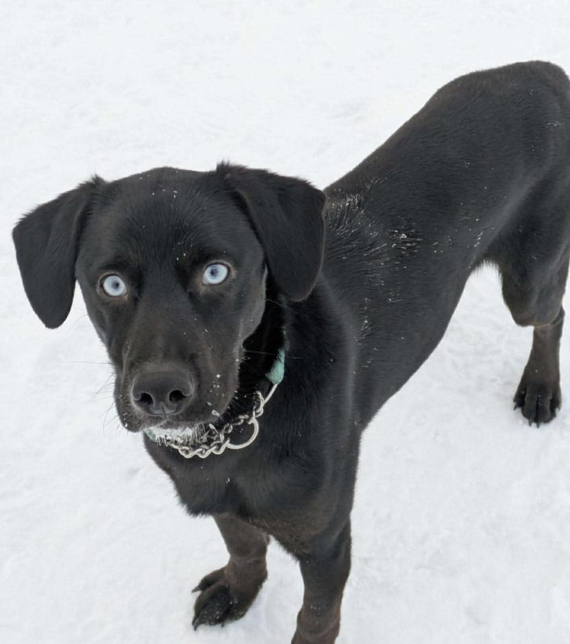 Baku, a Adoptable mixed breed in Anchorage, AK image 1/3