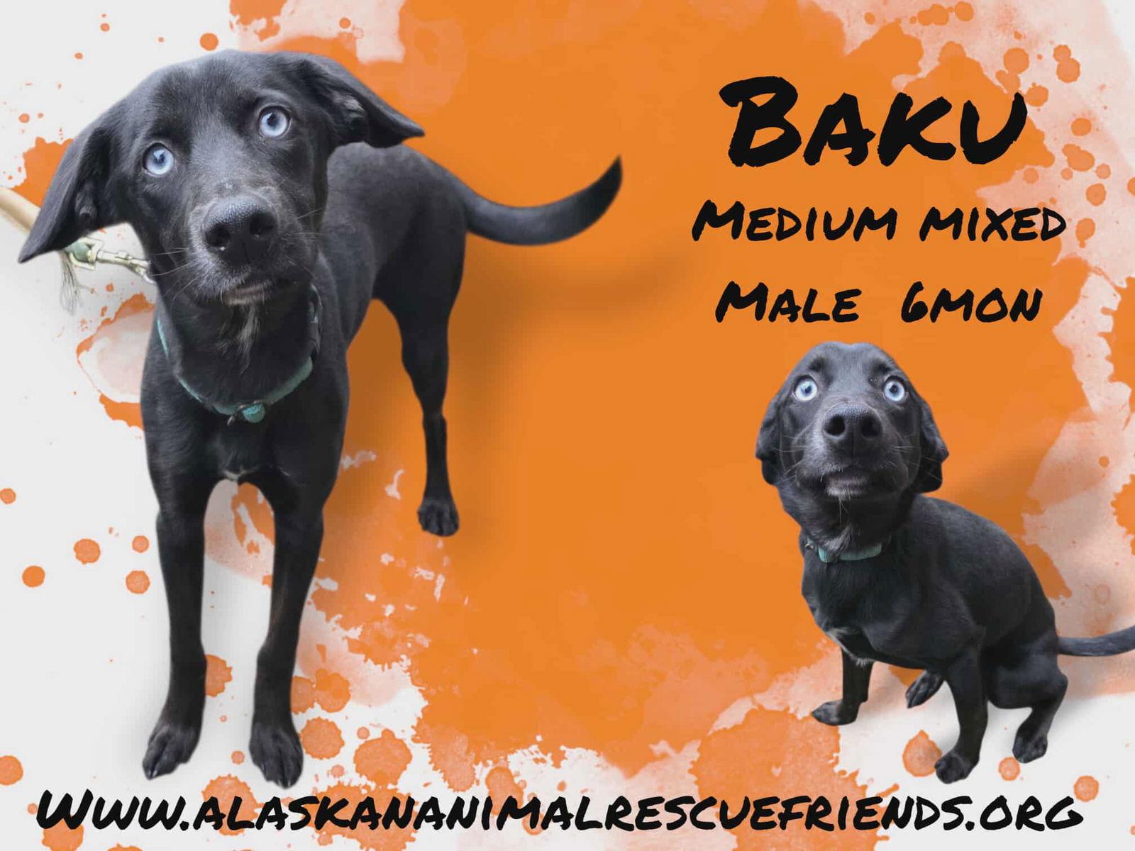 Baku, a Adoptable mixed breed in Anchorage, AK image 2/3