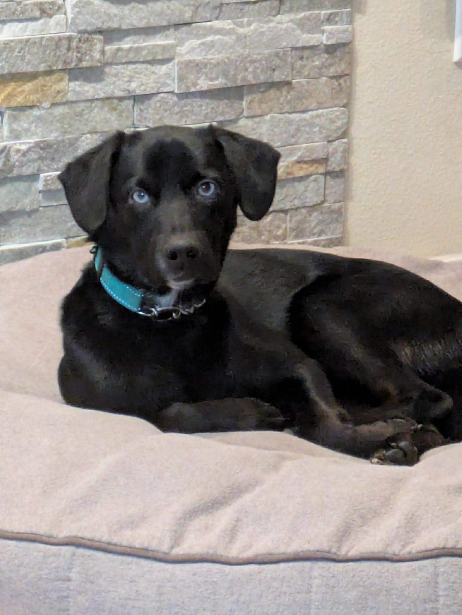 Baku, a Adoptable mixed breed in Anchorage, AK image 3/3