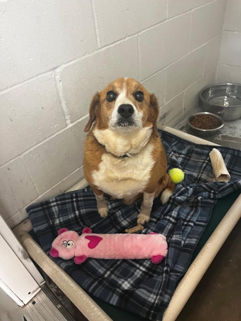 Enlarge Mr. Potato, a Adopted mixed breed in Sunrise Beach, MO image 1/1