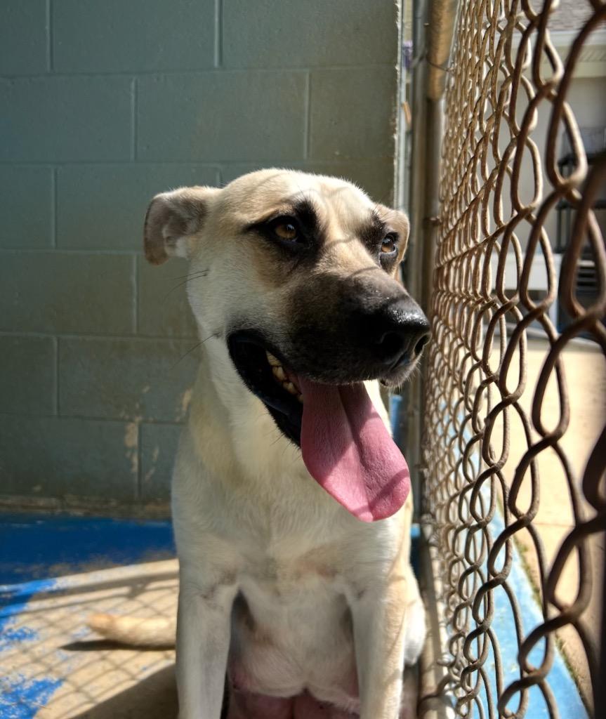 Aphrodite, Adoptable, Young Female Mixed Breed.
