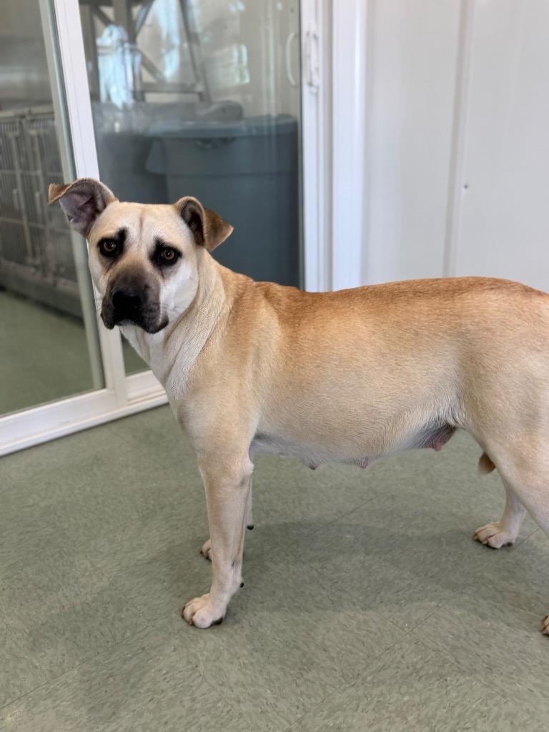 Enlarge Aphrodite, a Adoptable Mixed Breed in Danielsville, GA image 2/2