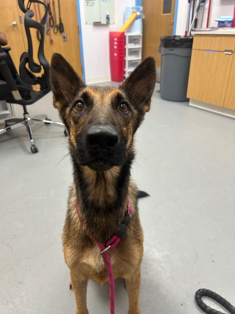 Bane, Adoptable, Adult Male German Shepherd Dog & Belgian Shepherd / Malinois.
