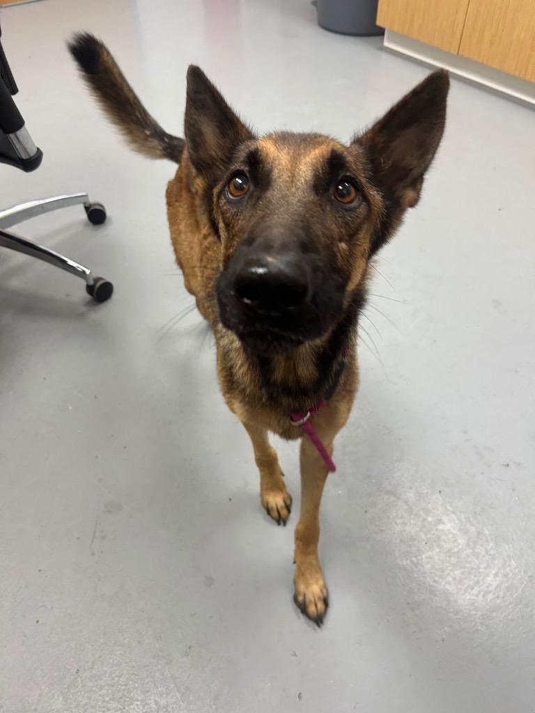 Enlarge Bane, a Adoptable mixed breed in Hartsville, SC image 2/3