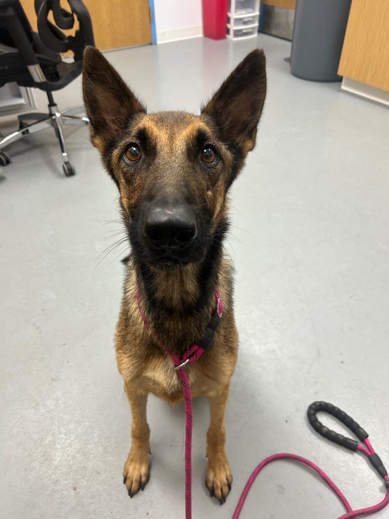 Enlarge Bane, a Adoptable mixed breed in Hartsville, SC image 3/3
