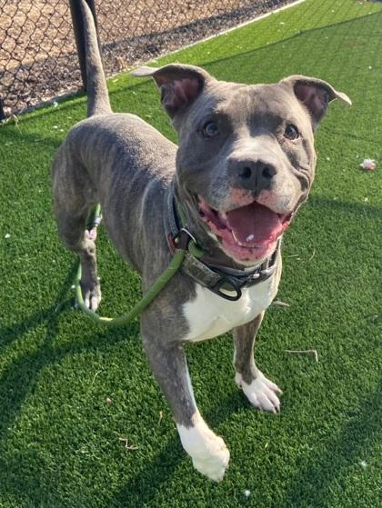 Blu, Adoptable, Adult Male American Staffordshire Terrier & Mixed Breed.