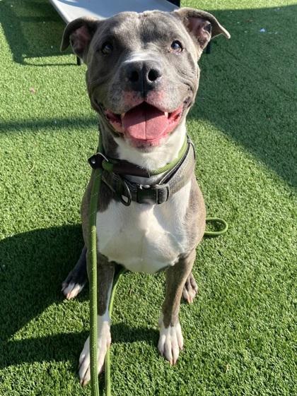 Enlarge Blu, a Adoptable mixed breed in Chesapeake, VA image 2/3