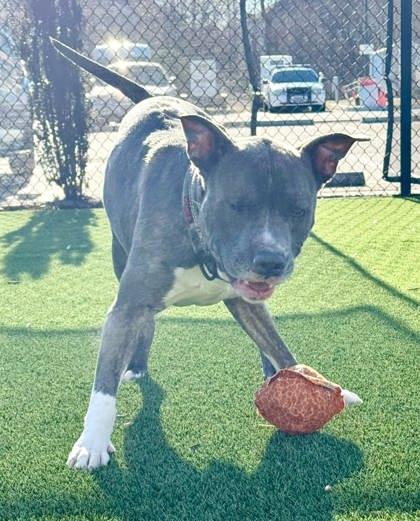 Enlarge Blu, a Adoptable mixed breed in Chesapeake, VA image 3/3