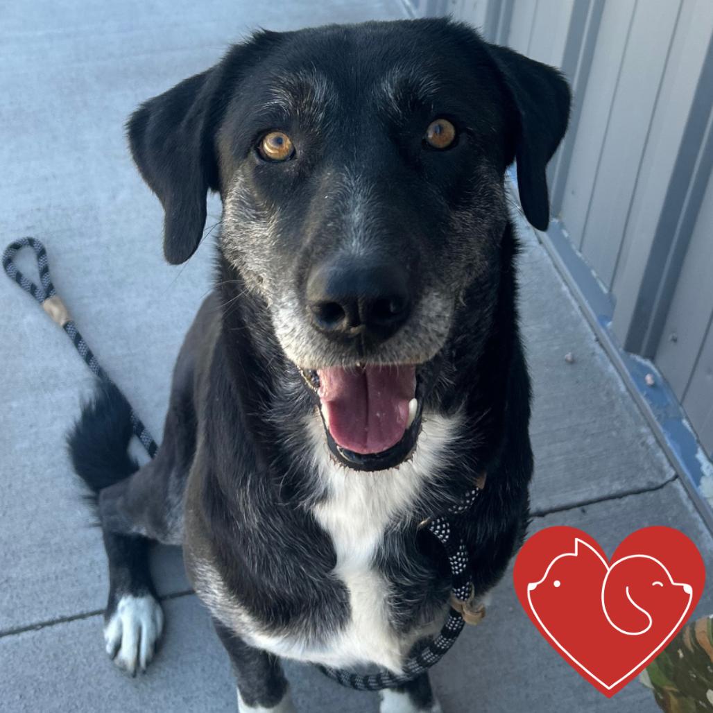 Enlarge Missy, a Adoptable mixed breed in Cheyenne, WY image 1/6
