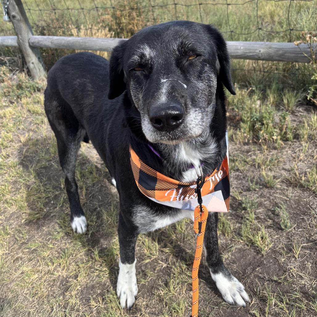 Missy, Adoptable, Adult Female Shepherd & Mixed Breed.