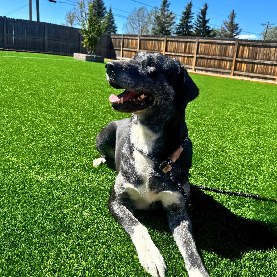 Enlarge Missy, a Adoptable mixed breed in Cheyenne, WY image 3/6