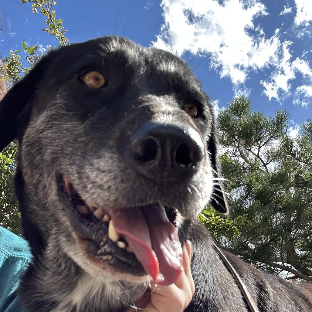 Enlarge Missy, a Adoptable mixed breed in Cheyenne, WY image 2/4