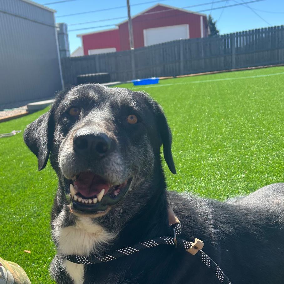 Enlarge Missy, a Adoptable mixed breed in Cheyenne, WY image 4/6