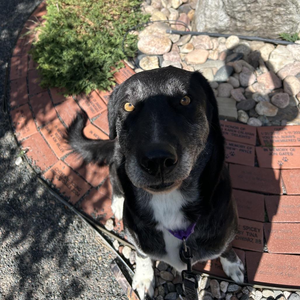 Enlarge Missy, a Adoptable mixed breed in Cheyenne, WY image 3/4