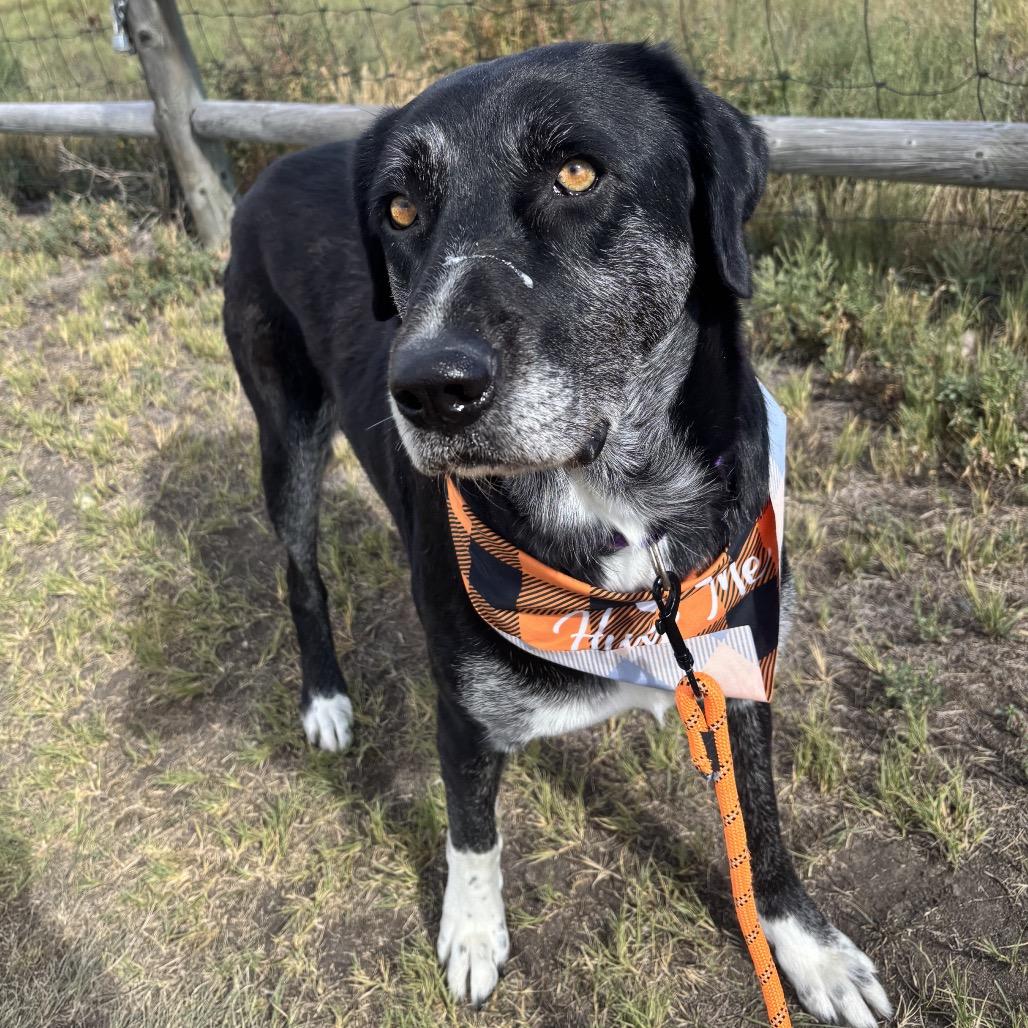 Enlarge Missy, a Adoptable mixed breed in Cheyenne, WY image 4/4