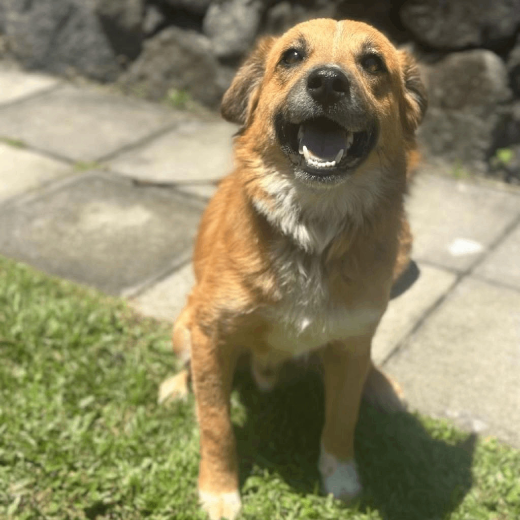 Enlarge Ruffles , a Adopted Terrier in Bellingham, WA image 1/1