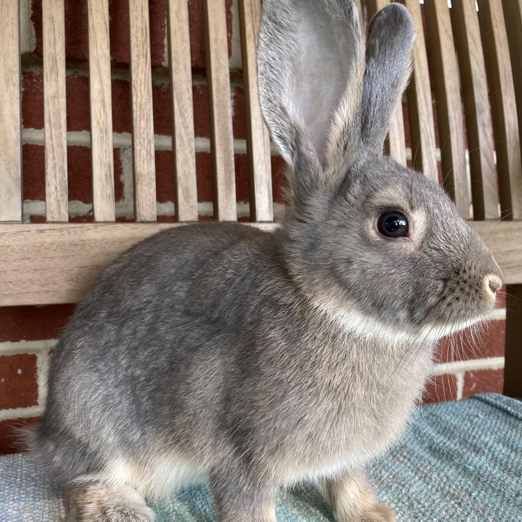 Brody, a Adoptable mixed breed in Baltimore, MD image 1/6