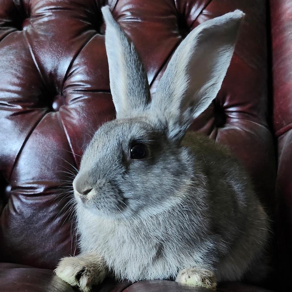 Brody, a Adoptable mixed breed in Baltimore, MD image 2/6